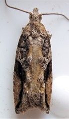 Proteoteras crescentana