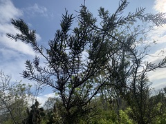 Scutia spicata pauciflora