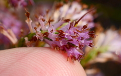Erica innovans