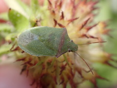 Thyanta custator custator