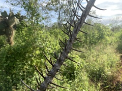 Scutia spicata pauciflora