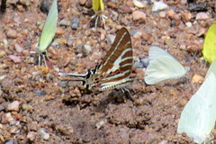 Graphium aristeus