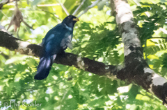 Trogon melanurus
