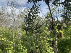 Scutia spicata pauciflora