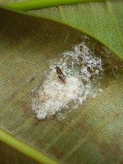 Psyllaephagus cornwallensis