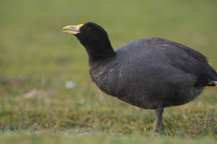 Fulica armillata