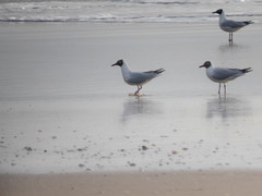 Chroicocephalus cirrocephalus