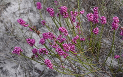 Erica rhopalantha