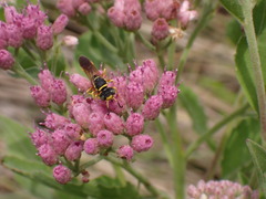Philanthus ventilabris
