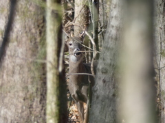 Odocoileus virginianus