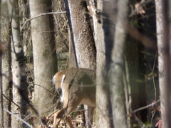 Odocoileus virginianus