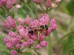 Philanthus ventilabris