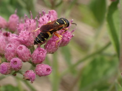Philanthus ventilabris