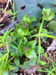 Ajuga reptans