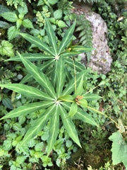 Paris polyphylla stenophylla