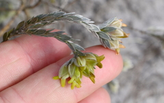 Amphithalea tomentosa