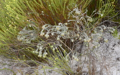 Amphithalea tomentosa