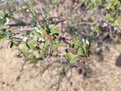 Forestiera phillyreoides