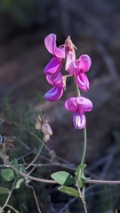 Dipogon lignosus
