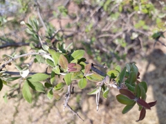 Forestiera phillyreoides