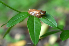 Dendropsophus sanborni