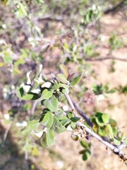 Forestiera phillyreoides