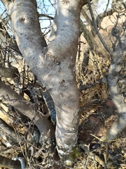 Forestiera phillyreoides