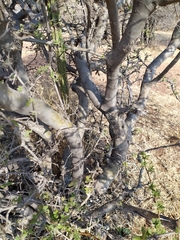 Forestiera phillyreoides