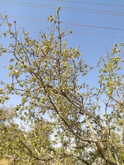 Forestiera phillyreoides