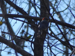 Melanerpes carolinus