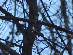 Melanerpes carolinus