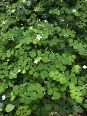 Dichocarpum adiantifolium