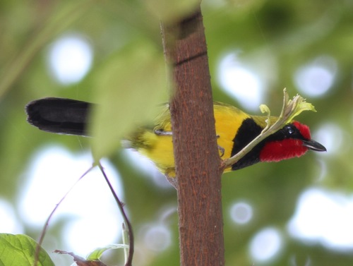 iNaturalist image