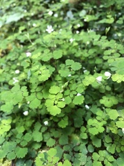 Dichocarpum adiantifolium