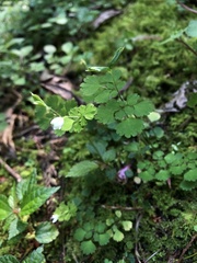 Dichocarpum adiantifolium