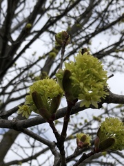 Acer platanoides
