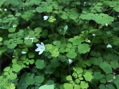 Dichocarpum adiantifolium