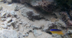 Stegastes leucostictus
