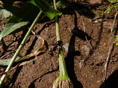 Camponotus sylvaticus