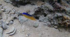 Stegastes leucostictus