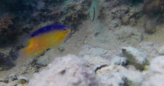 Stegastes leucostictus