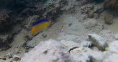Stegastes leucostictus