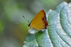 Heliophorus epicles