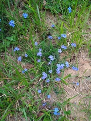Glandora prostrata