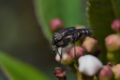 Stomorhina lunata