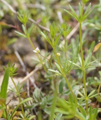 Galium tenuissimum
