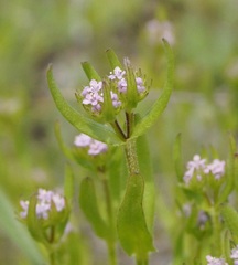 Valerianella pumila