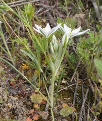 Ornithogalum navaschinii