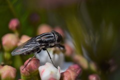 Stomorhina lunata