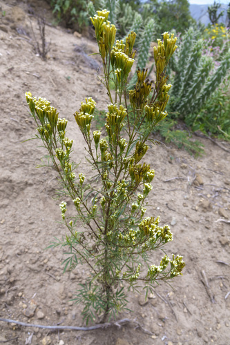 Tagetes terniflora, photograph 5
